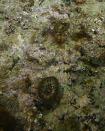 Image of Large polyp hard coral