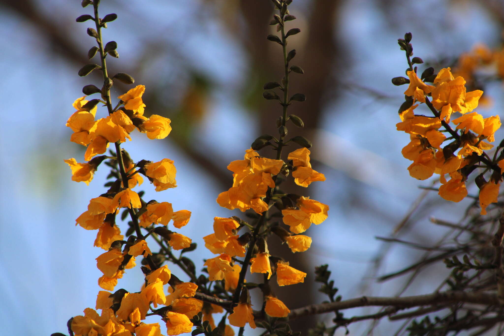 Image of Pterocarpus acapulcensis Rose