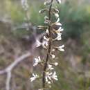 Sivun Stylidium carnosum Benth. kuva