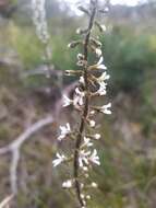 Image of Stylidium carnosum Benth.