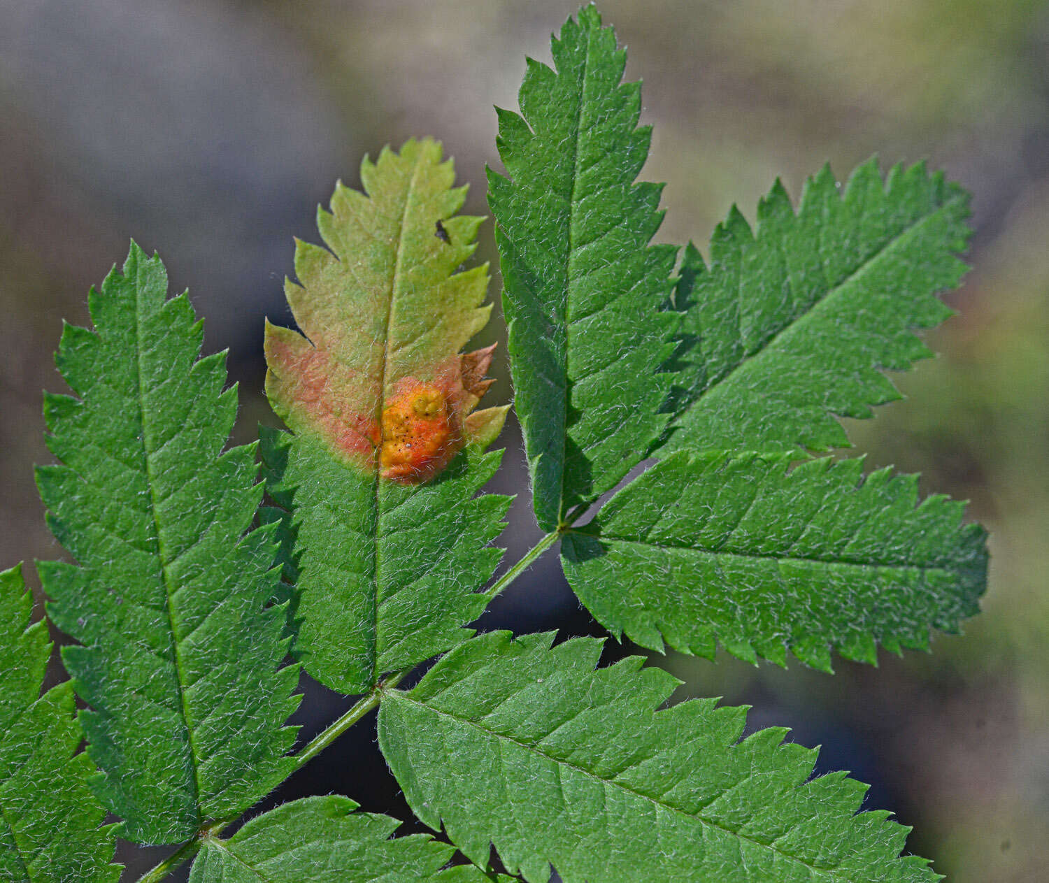 Sivun Gymnosporangium cornutum Arthur ex F. Kern 1911 kuva