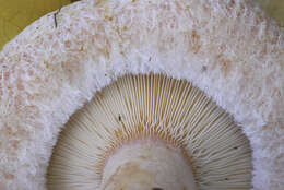 صورة Lactarius pubescens Fr. 1838