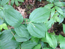 Prosartes maculata (Buckley) A. Gray的圖片