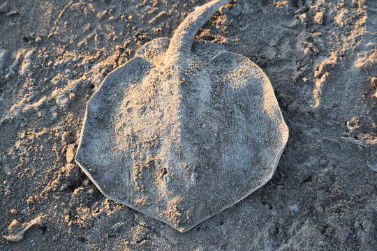 Image of Thorny Round Stingray