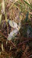 Image of California milkweed