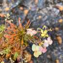 Sivun Stylidium scandens R. Br. kuva