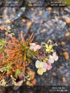 Image of Stylidium scandens R. Br.