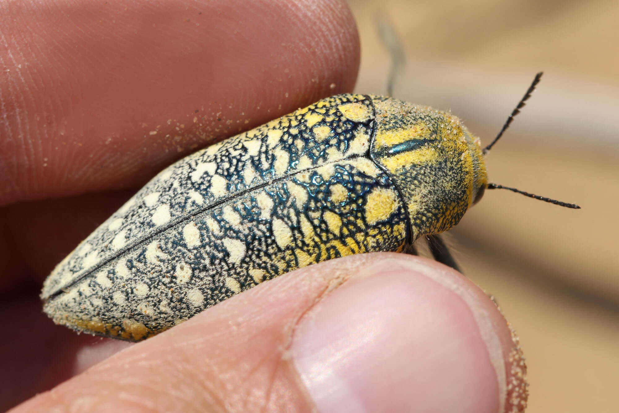 Image of Julodis variolaris (Pallas 1773)