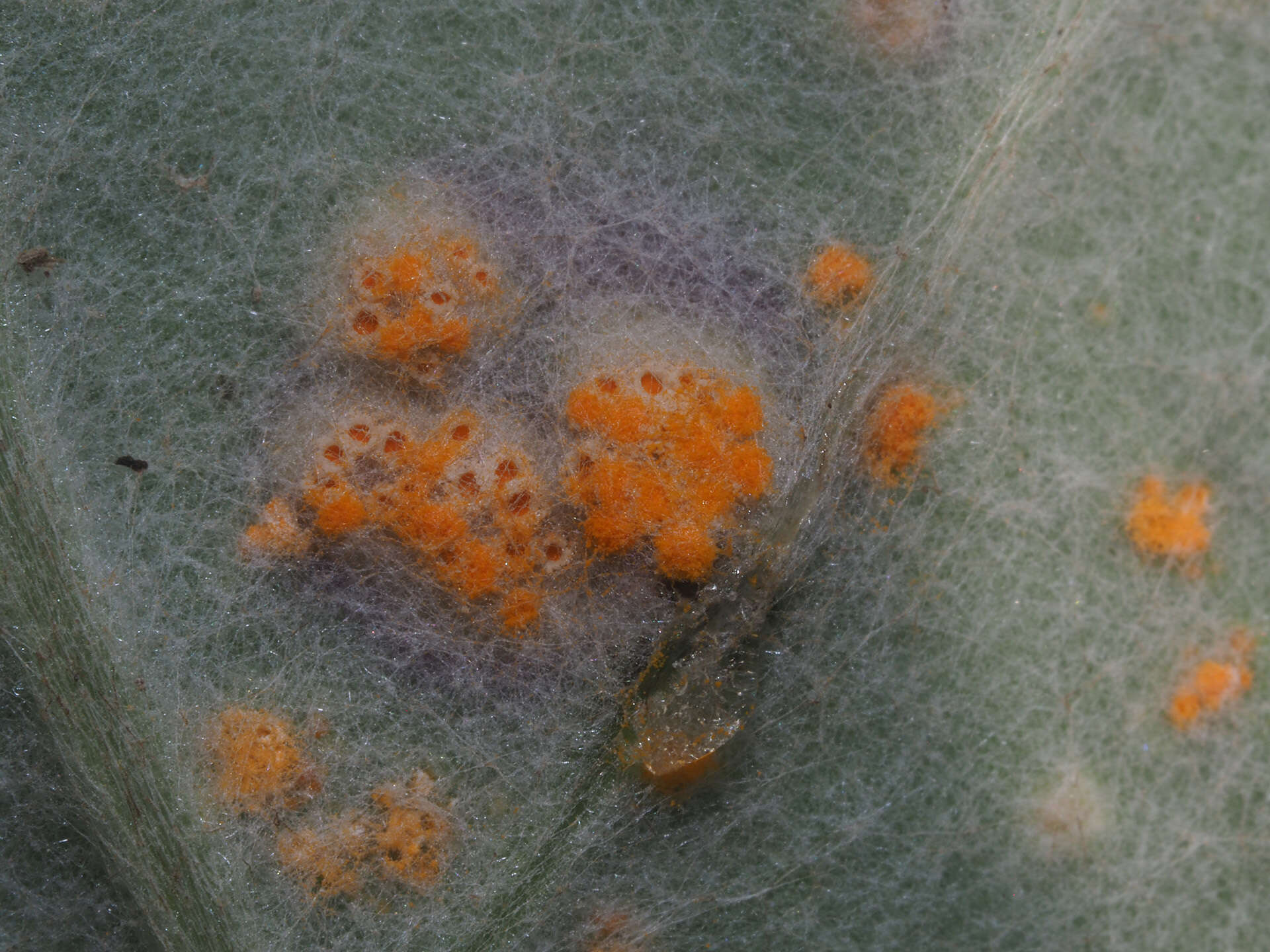 Imagem de Puccinia poarum Nielsen 1877