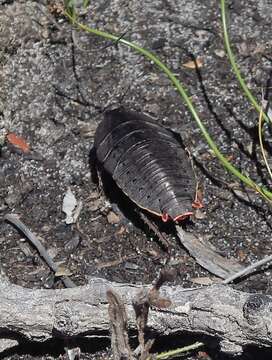 Image of Polyzosteria aenea Burmeister 1838