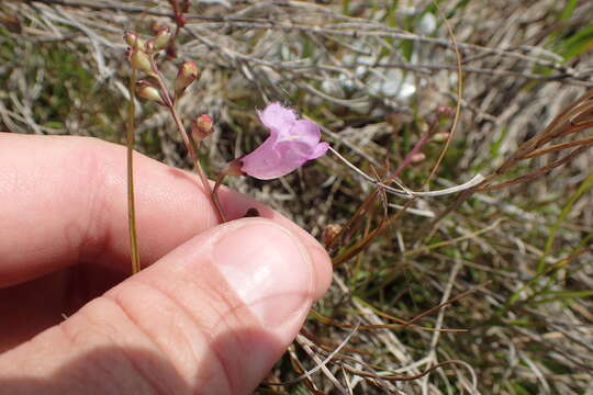 Image of Saltmarsh False Foxglove