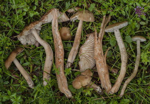 Image of Hygrocybe ingrata J. P. Jensen & F. H. Møller 1945