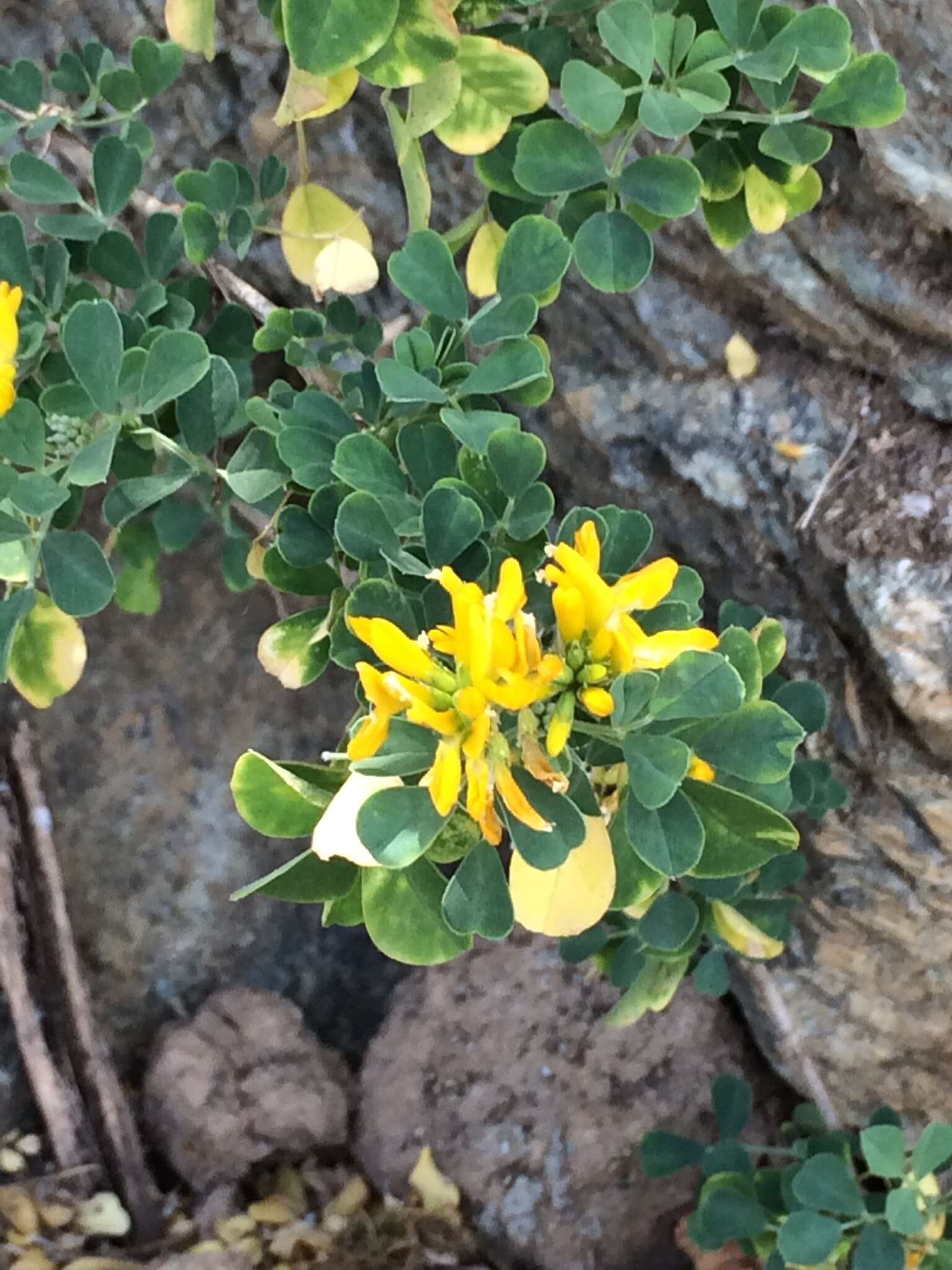 Image of Medicago arborea subsp. arborea