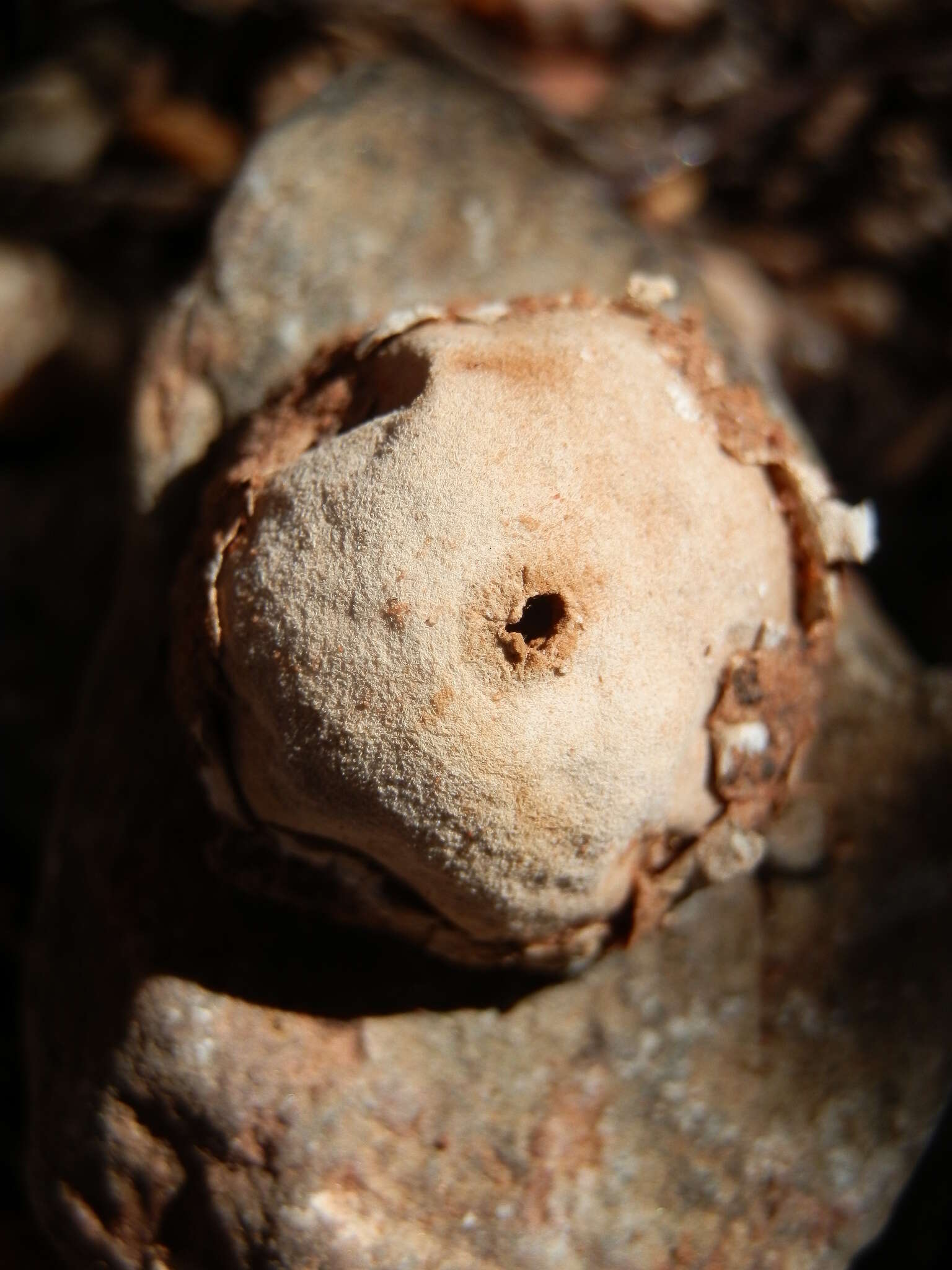 Image of Tulostoma pulchellum Sacc. 1890