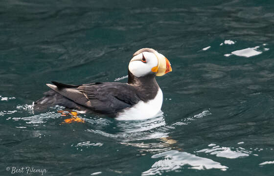 Image of Horned Puffin