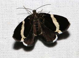 Image of White-striped Black