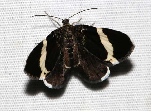 Image of White-striped Black