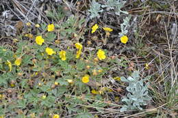 Image of Potentilla incana Gaertn. Mey. & Scherb.