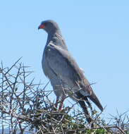 Image of Melierax canorus canorus (Thunberg 1799)