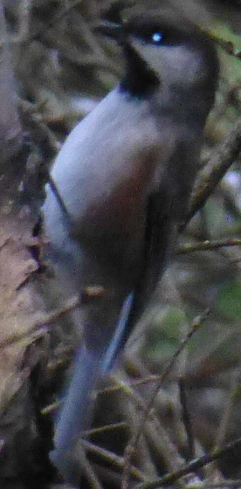 Image of Boreal Chickadee