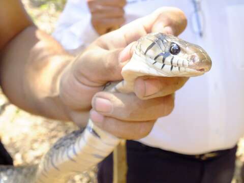 Image of Central American Indigo Snake