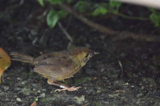 Image of Dusky Fulvetta