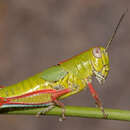 Image of Aztecacris gloriosa (Hebard 1935)