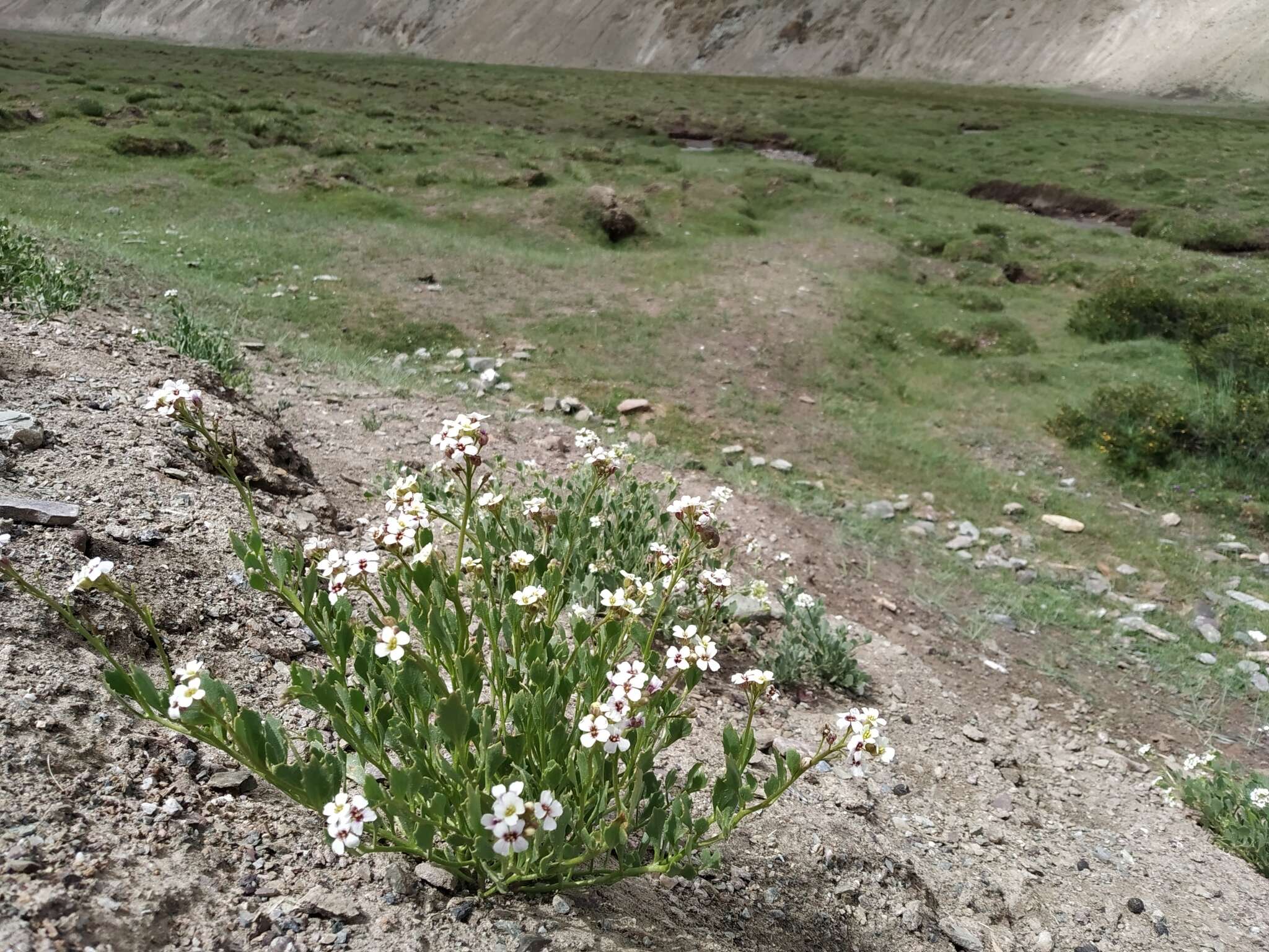 صورة Christolea crassifolia Cambess.