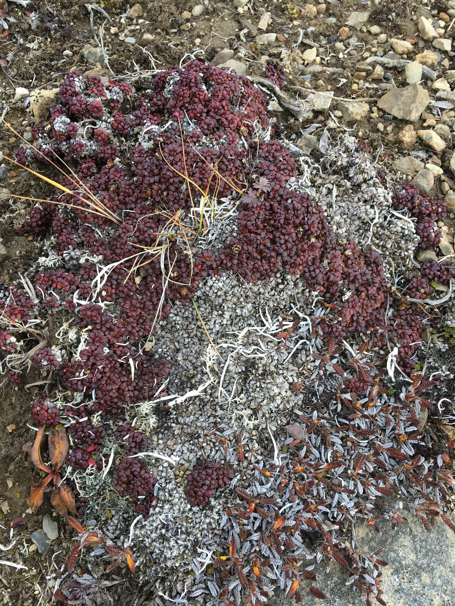 Imagem de Diapensia lapponica var. obovata F. Schmidt