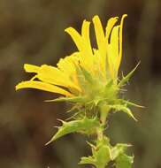 Imagem de Berkheya spinosa (L. fil.) Druce