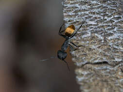 Image of Camponotus chilensis (Spinola 1851)