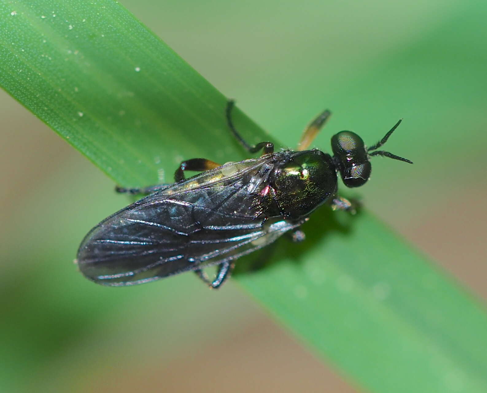 Image of Actina chalybea Meigen 1804