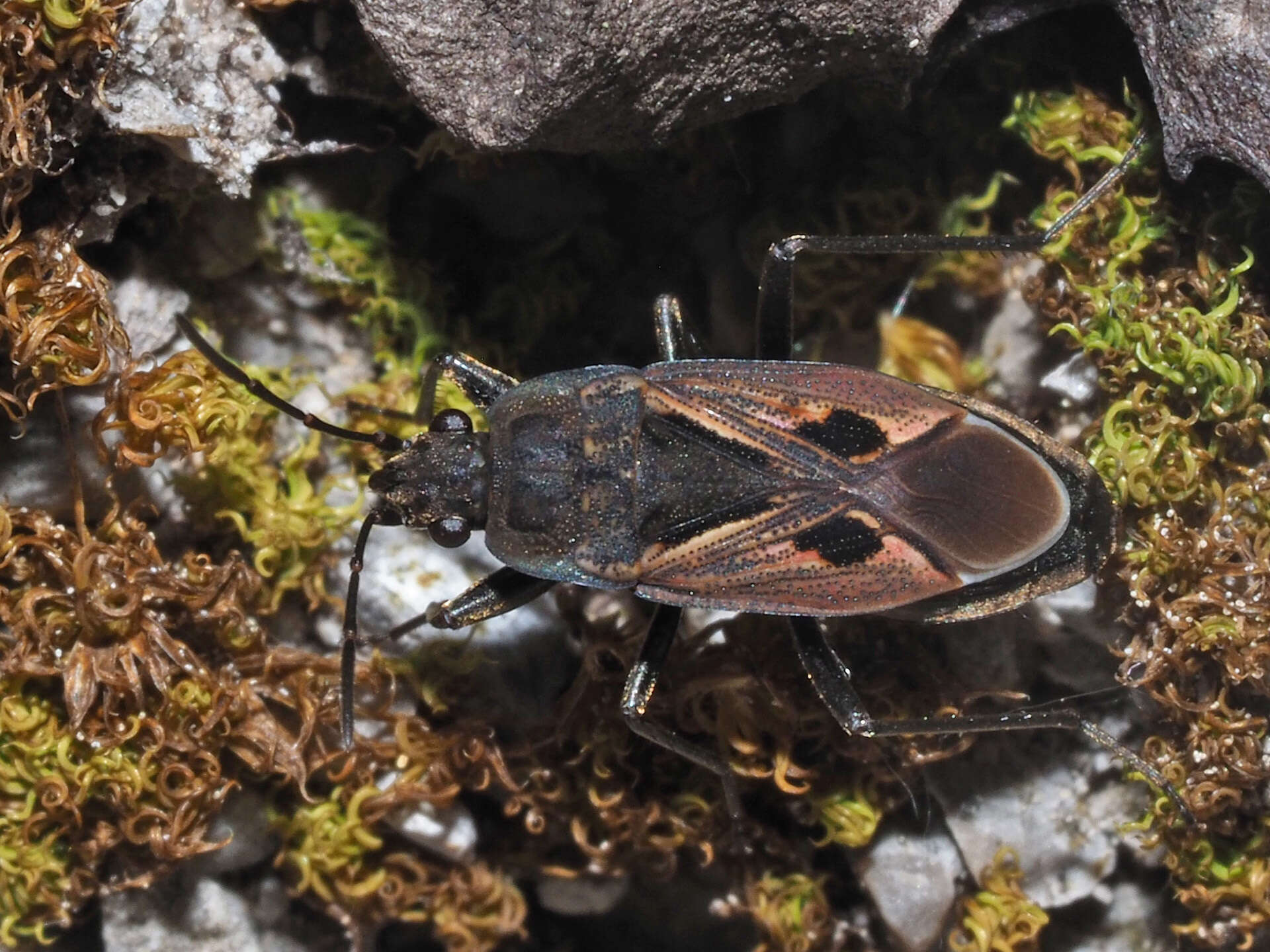 Image of Rhyparochromus (Rhyparochromus) phoeniceus (Rossi 1794)