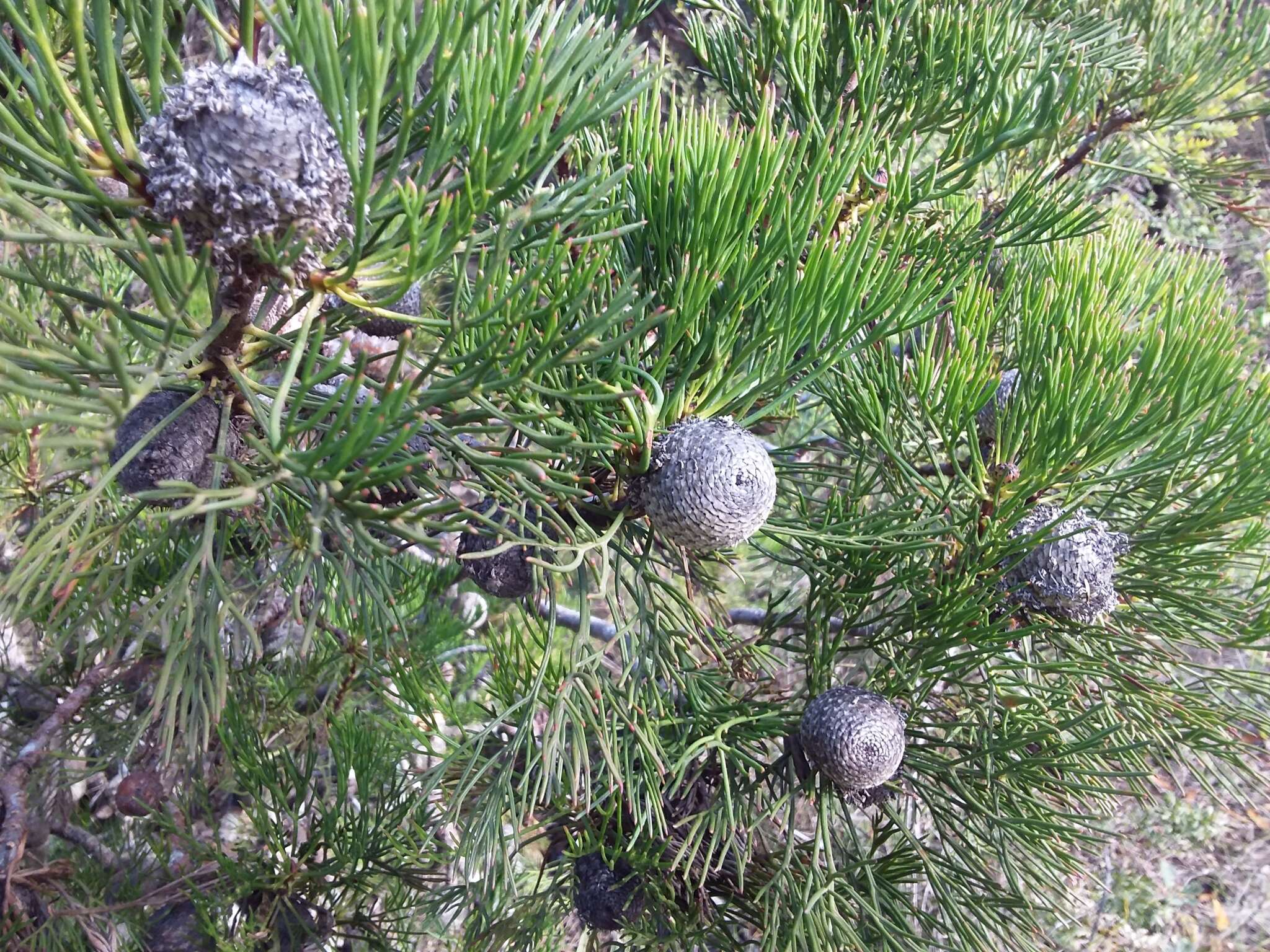 Image of Isopogon anethifolius (Salisb.) Knight