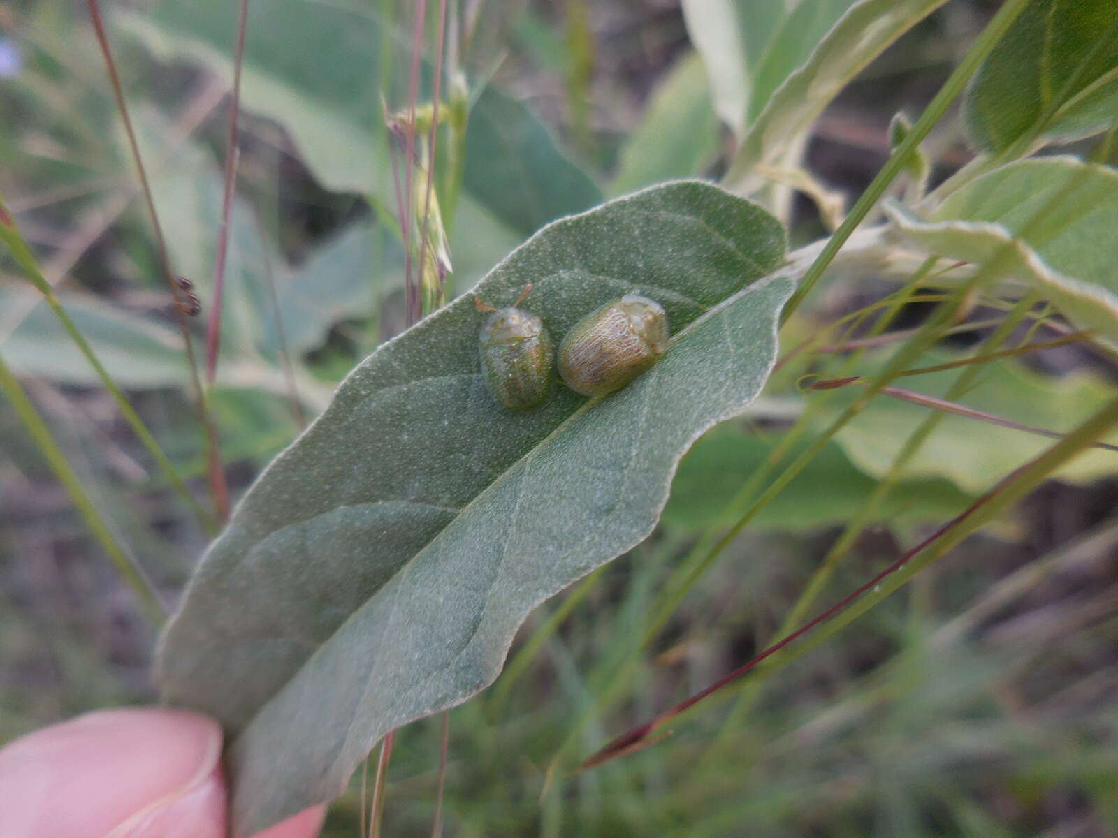 Plancia ëd Gratiana