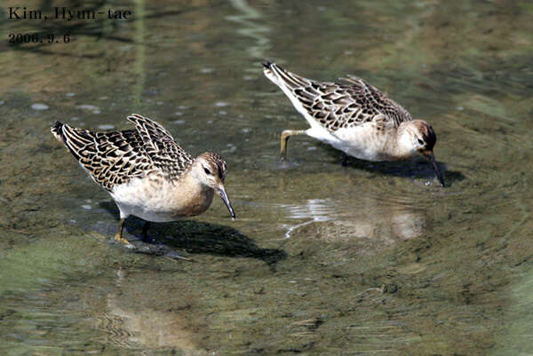 Image of Ruff