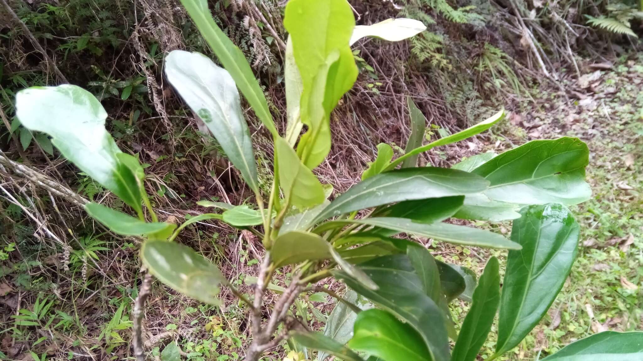Image of Sloanea rhodantha (Bak.) Capuron
