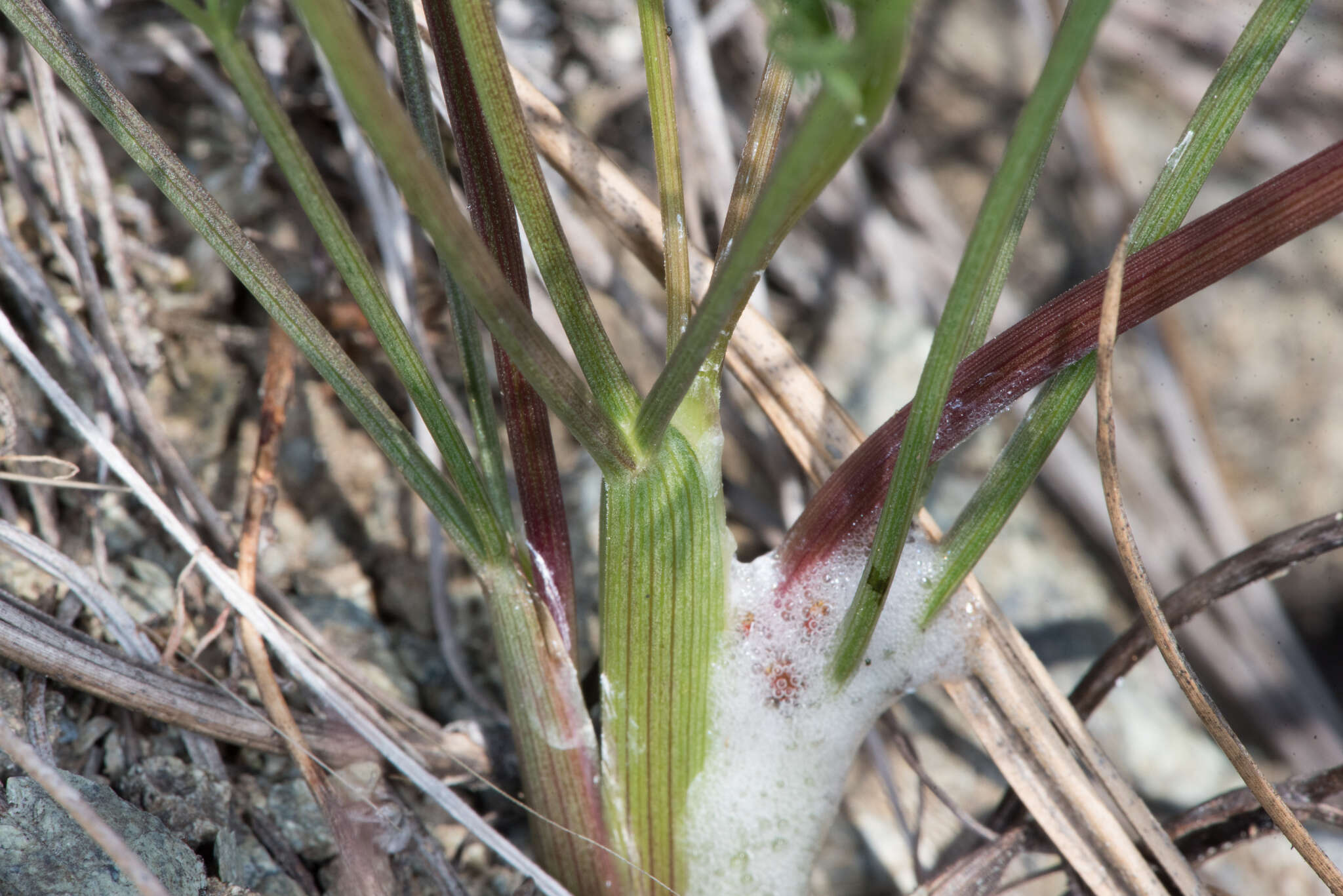 Image of Lomatium caruifolium var. caruifolium