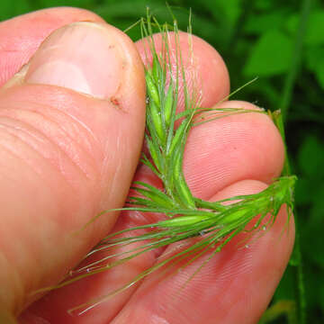 Image de Elymus riparius Wiegand