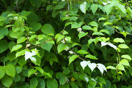 Image of silver vine