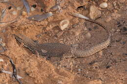 Imagem de Varanus storri Mertens 1966