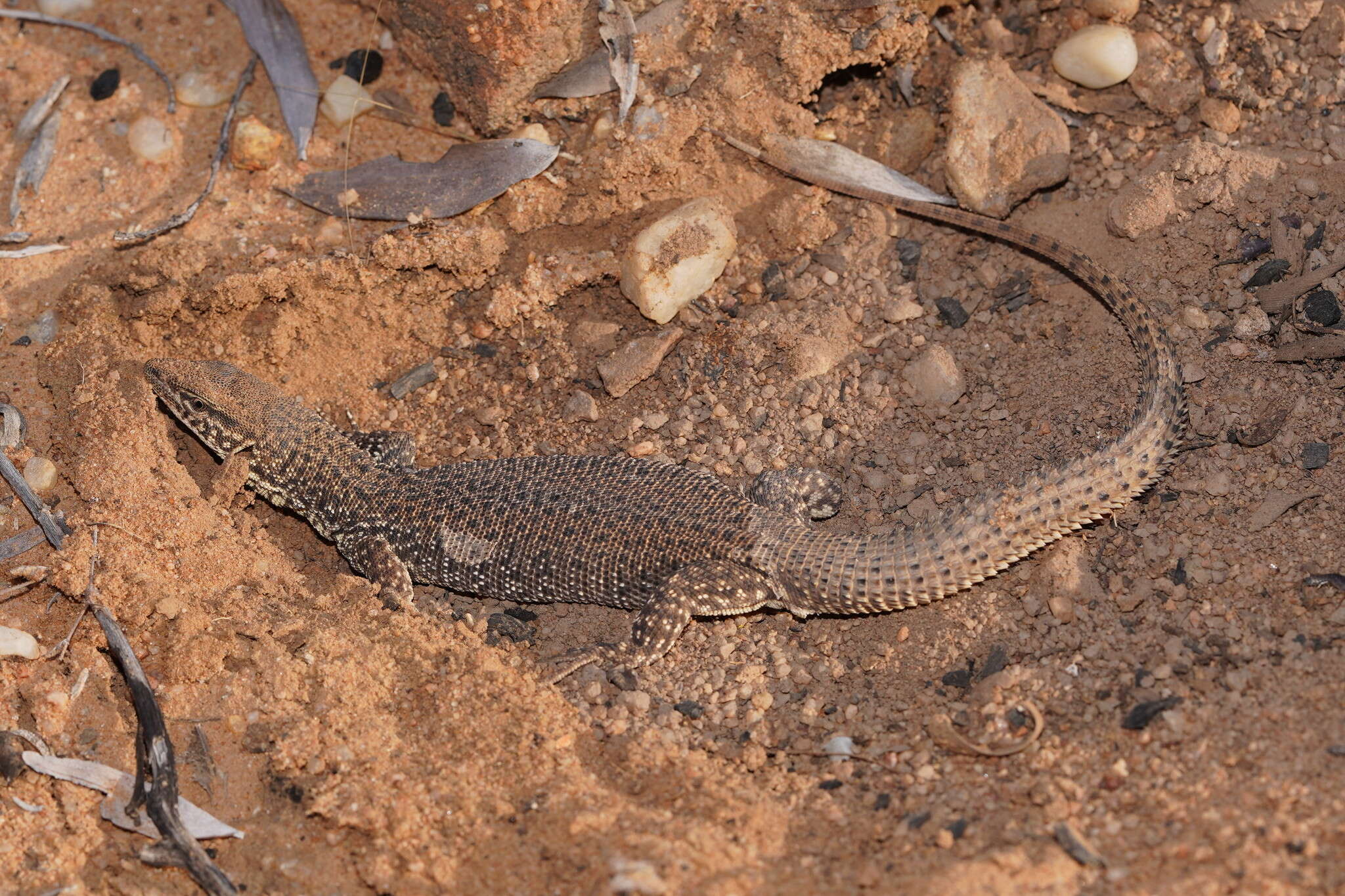 Imagem de Varanus storri Mertens 1966