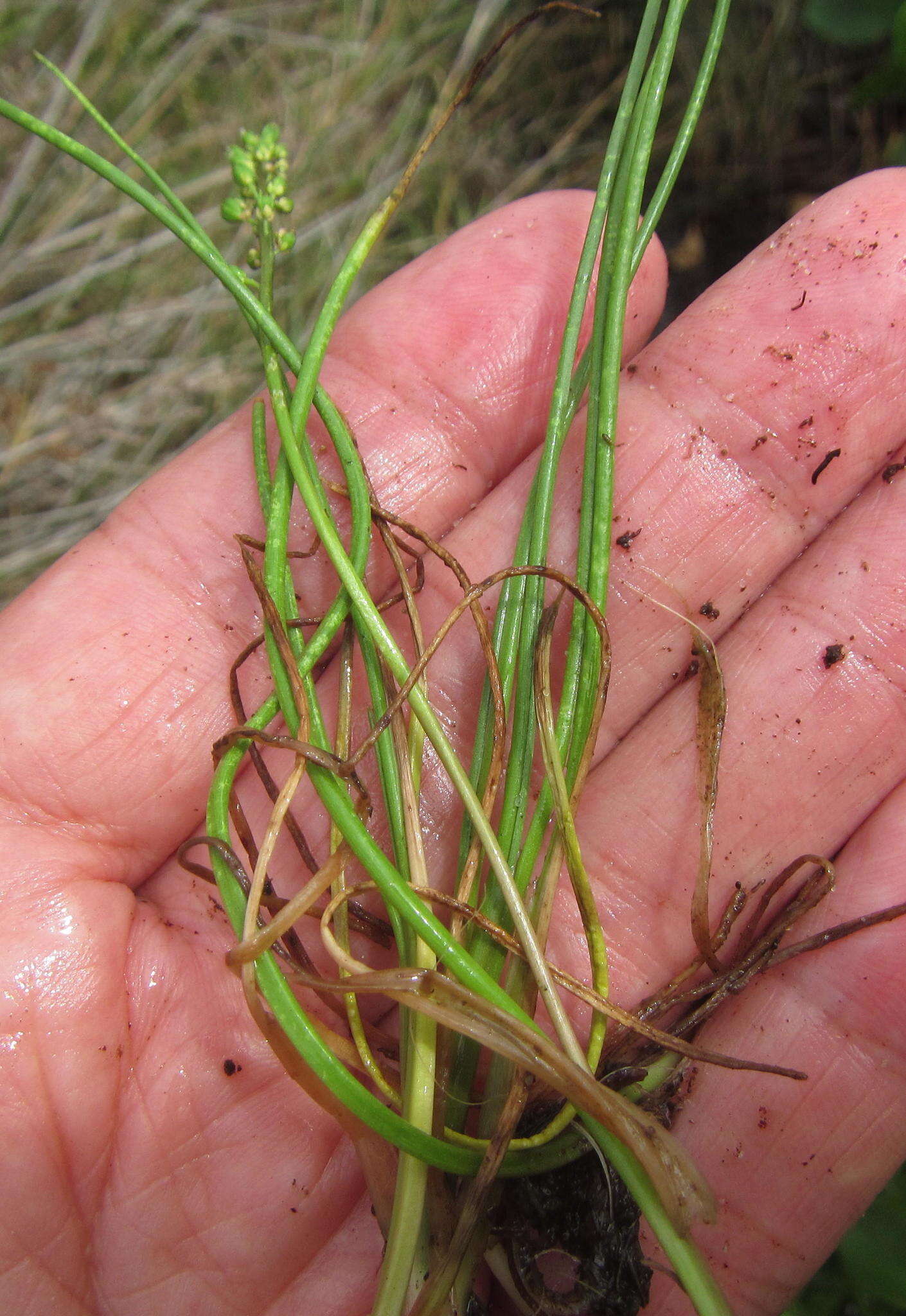 Image of three-rib arrowgrass