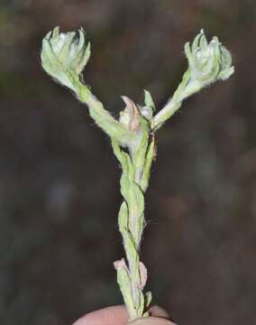 Image de Cotonnière jaunâtre