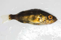 Image of Halfbanded rockfish