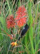 Image of Glossy Flower-piercer