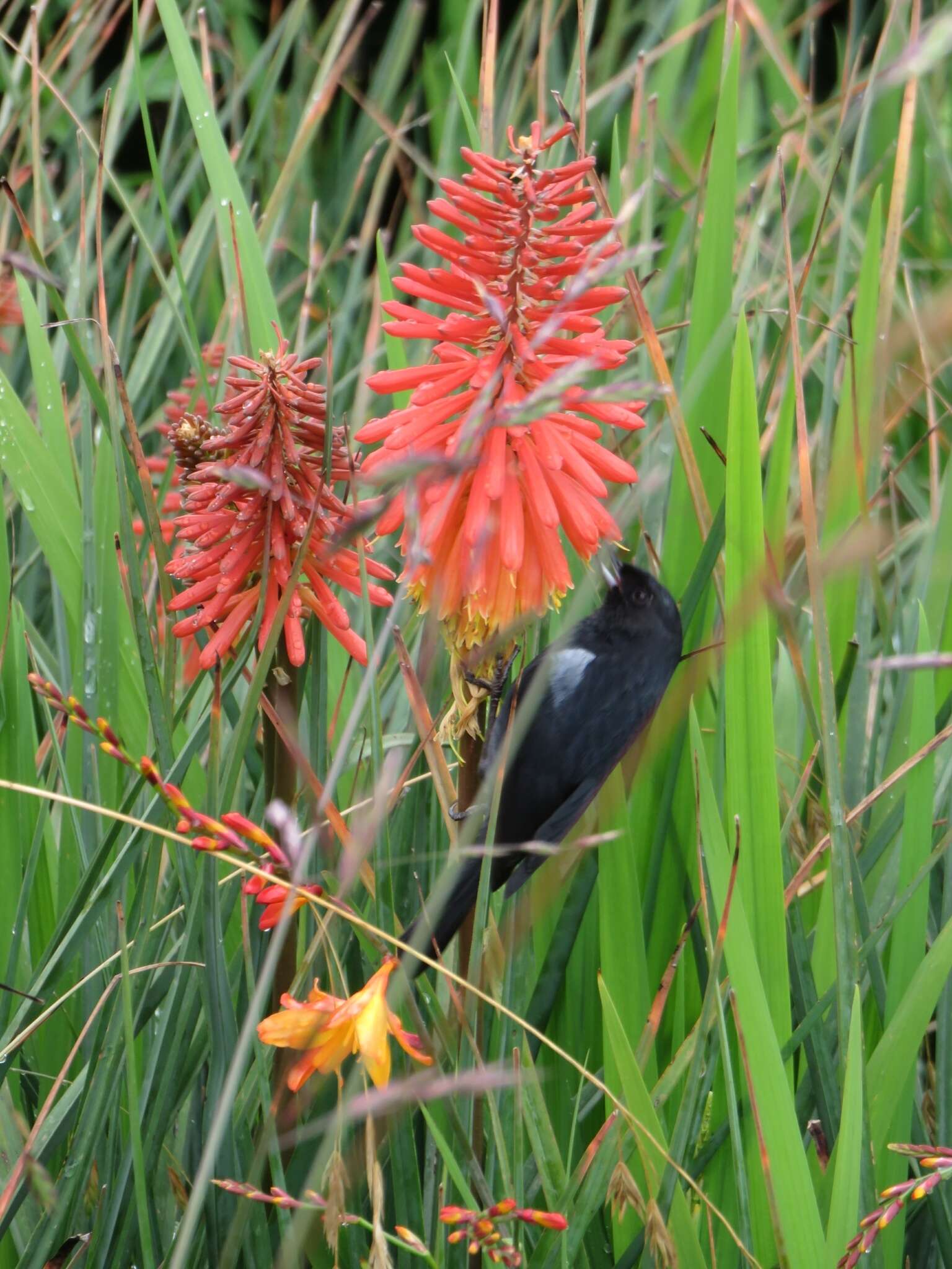 Image of Glossy Flower-piercer