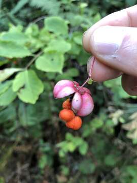 Imagem de Euonymus occidentalis Nutt. ex Torr.