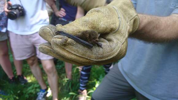 Image of soprano pipistrelle, pygmy pipistrelle