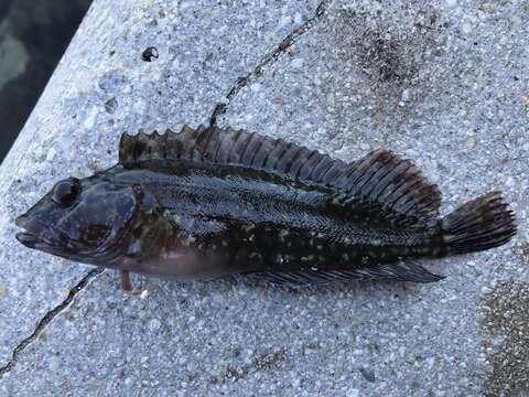 Image of Masquerader hairy blenny